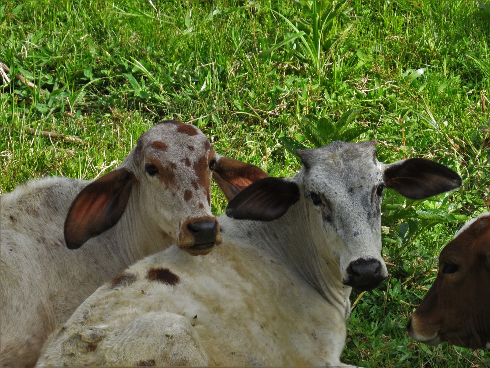 Canon PowerShot SX50 HS sample photo. Boi, calf, animal photography