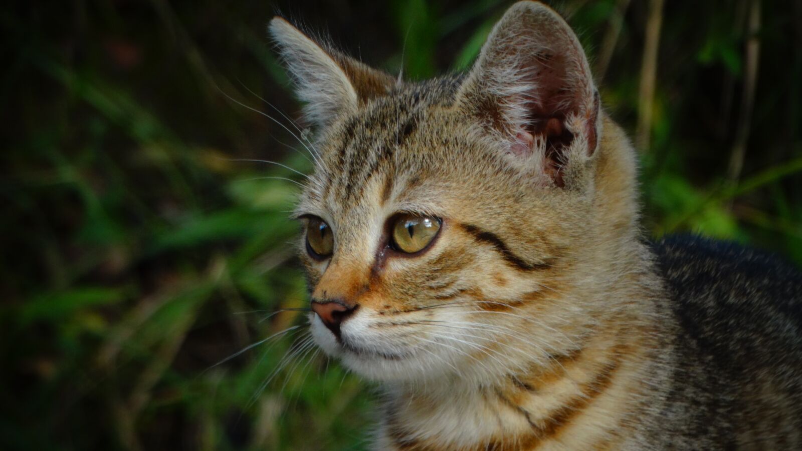 Sony Cyber-shot DSC-HX300 sample photo. Cat, kitten, tabby cat photography