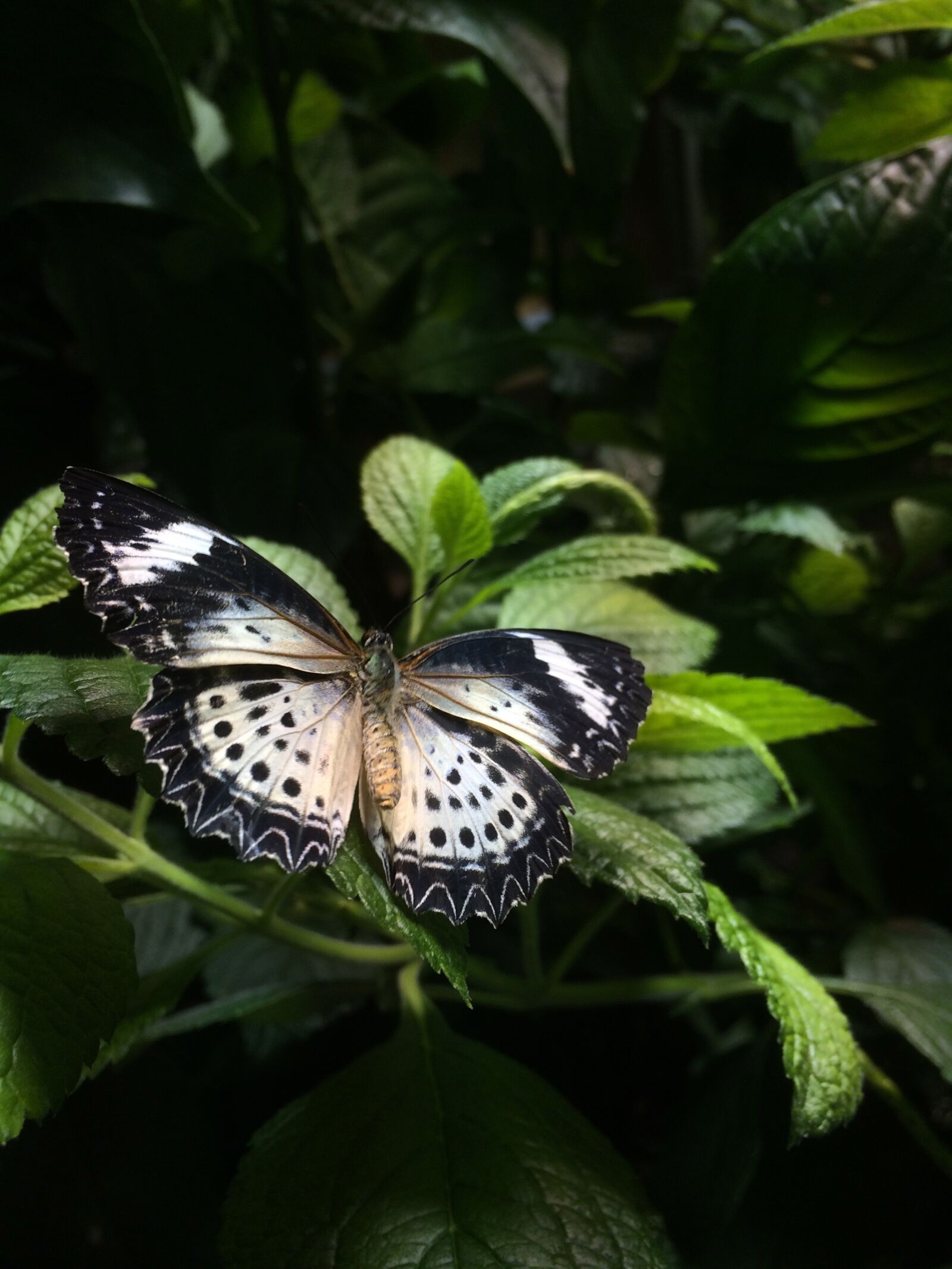 Apple iPhone 5s sample photo. Butterfly, beauty, nature photography