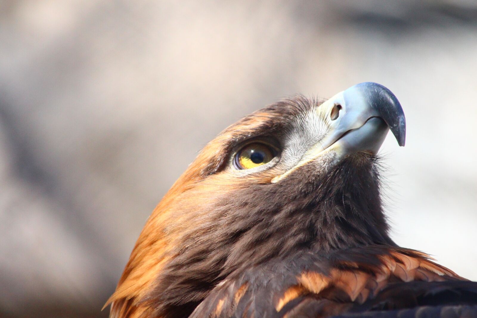 Canon EOS 650D (EOS Rebel T4i / EOS Kiss X6i) sample photo. Golden eagle, aquila chrysaetos photography