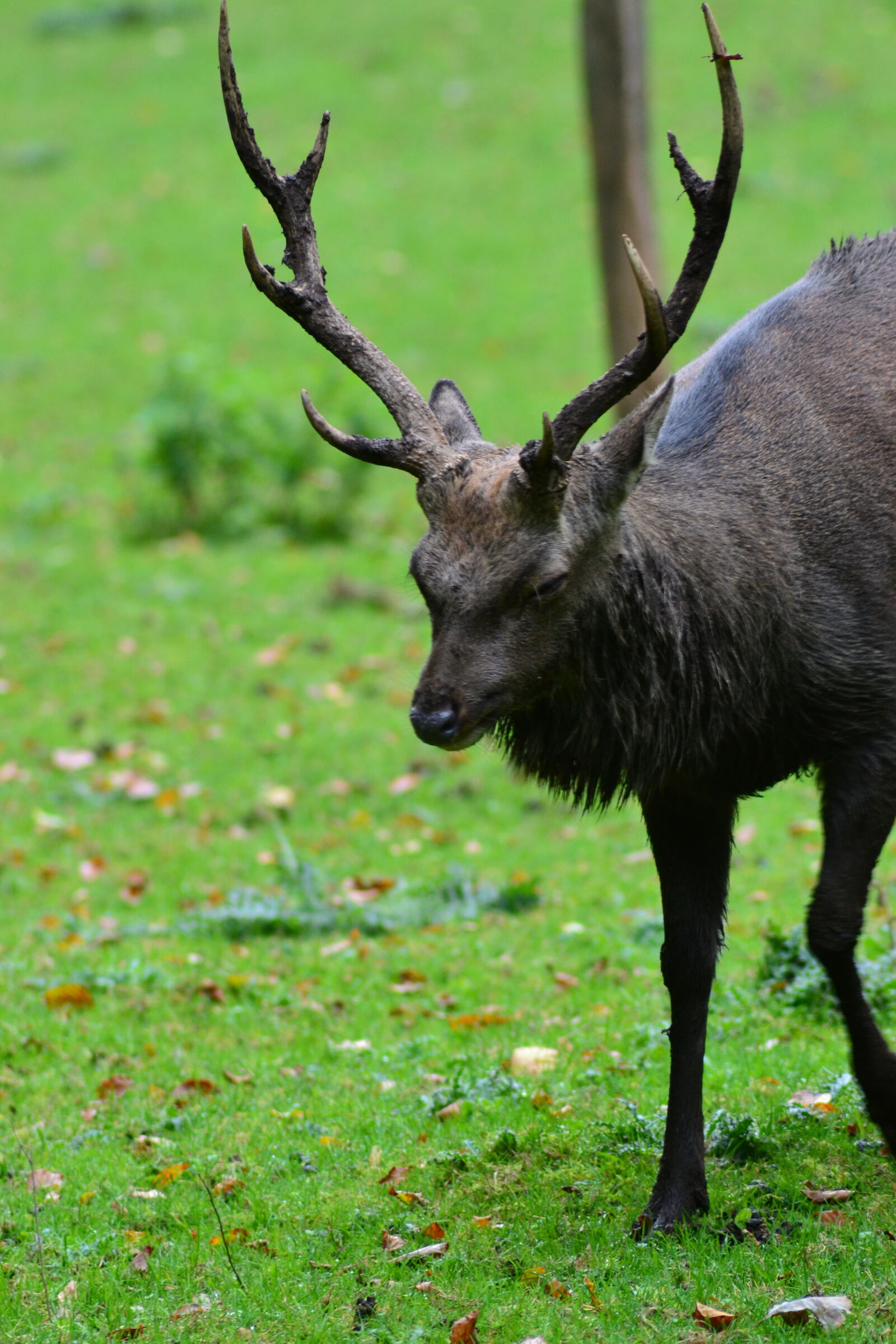 Nikon D3100 sample photo. Animal, park, antlers, close photography