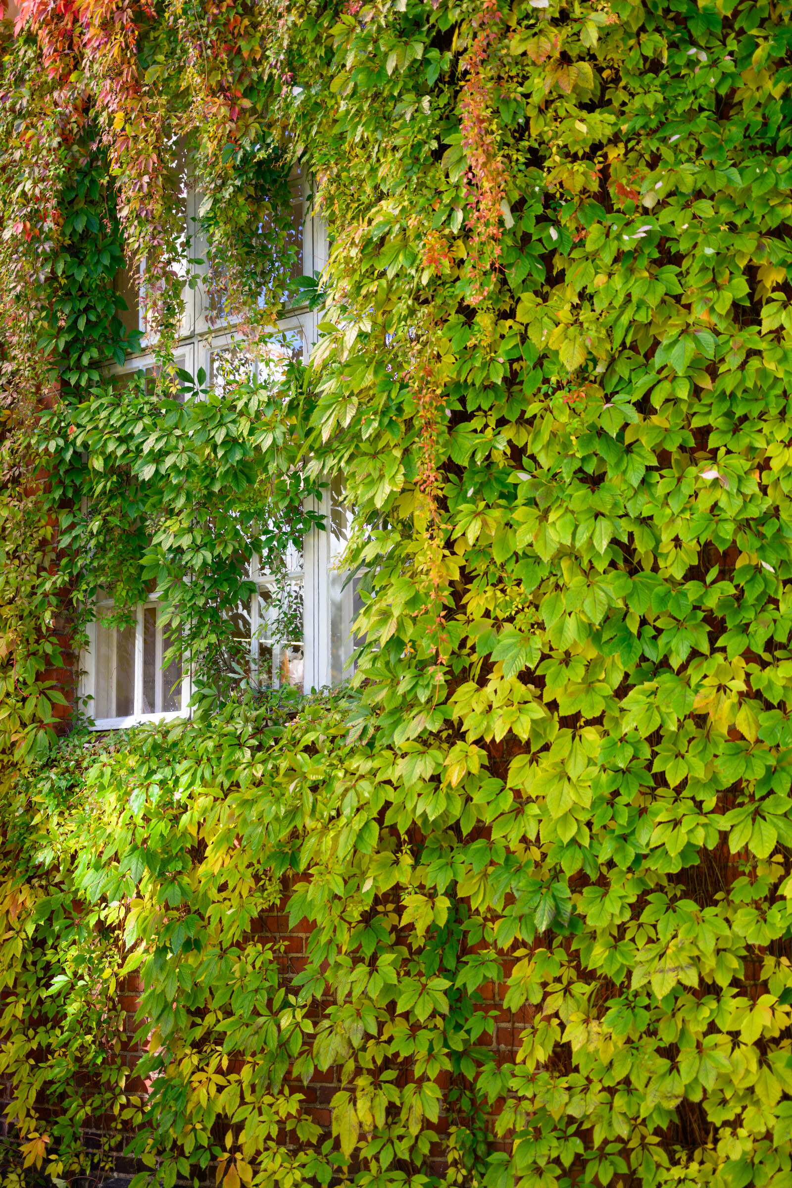 Nikon Z8 sample photo. Overgrown window photography