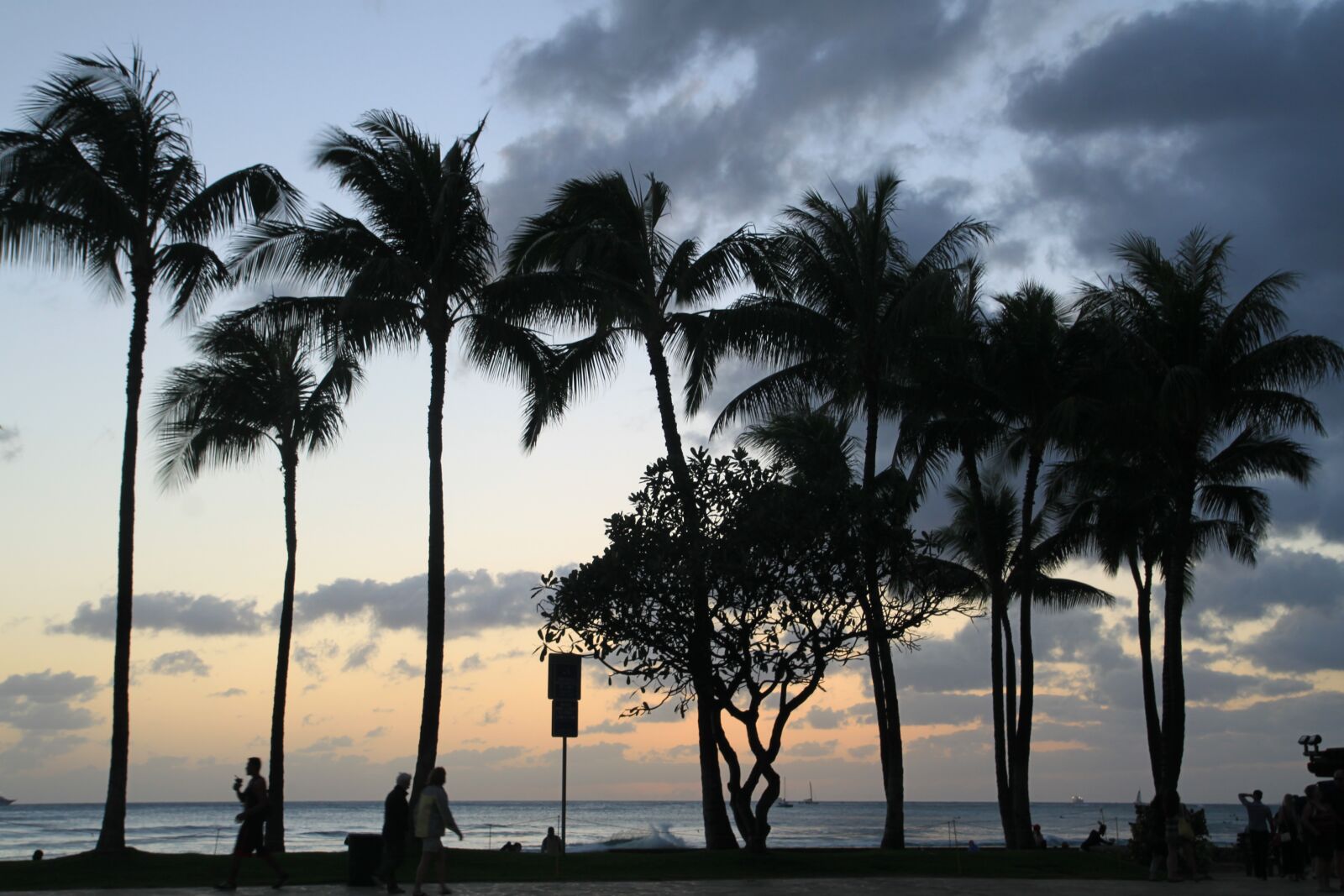 Canon EOS 500D (EOS Rebel T1i / EOS Kiss X3) sample photo. Hawaii, waikiki, palm trees photography