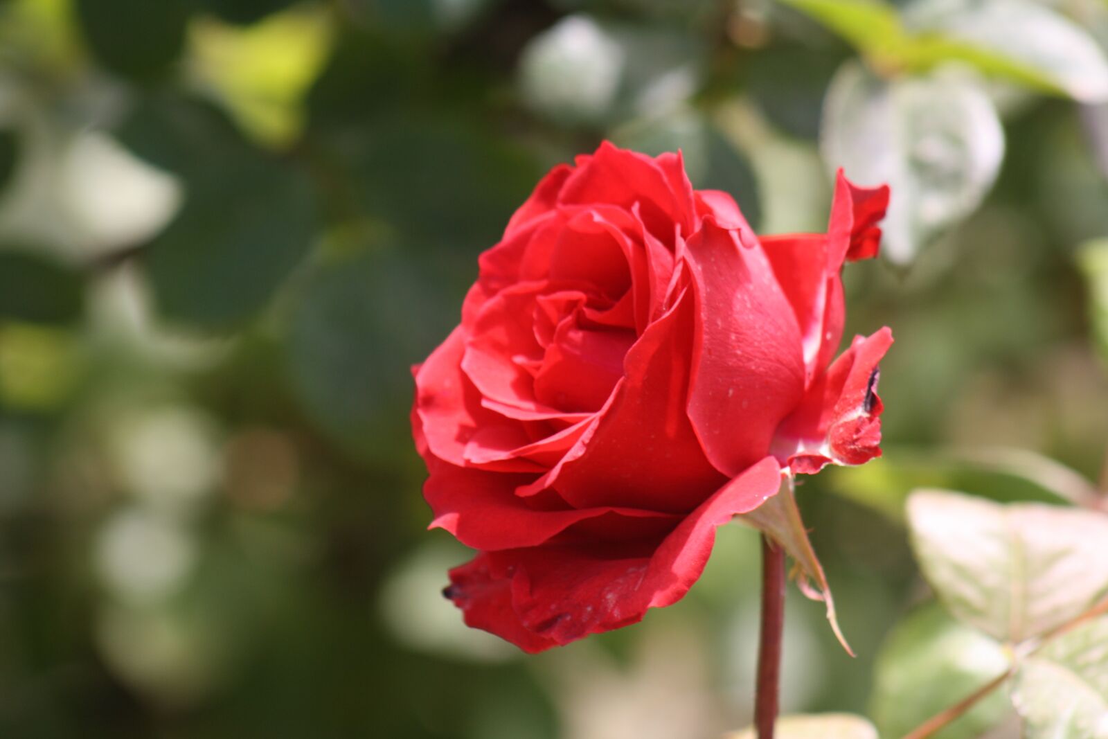 Canon EOS 1000D (EOS Digital Rebel XS / EOS Kiss F) sample photo. Flower, nature, plant photography