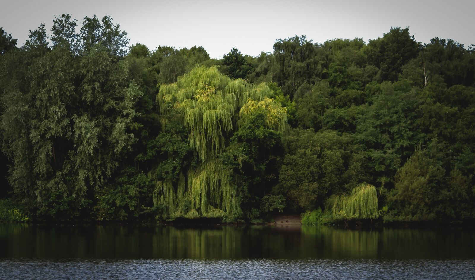 Olympus E-510 (EVOLT E-510) sample photo. Trees, forest, water photography