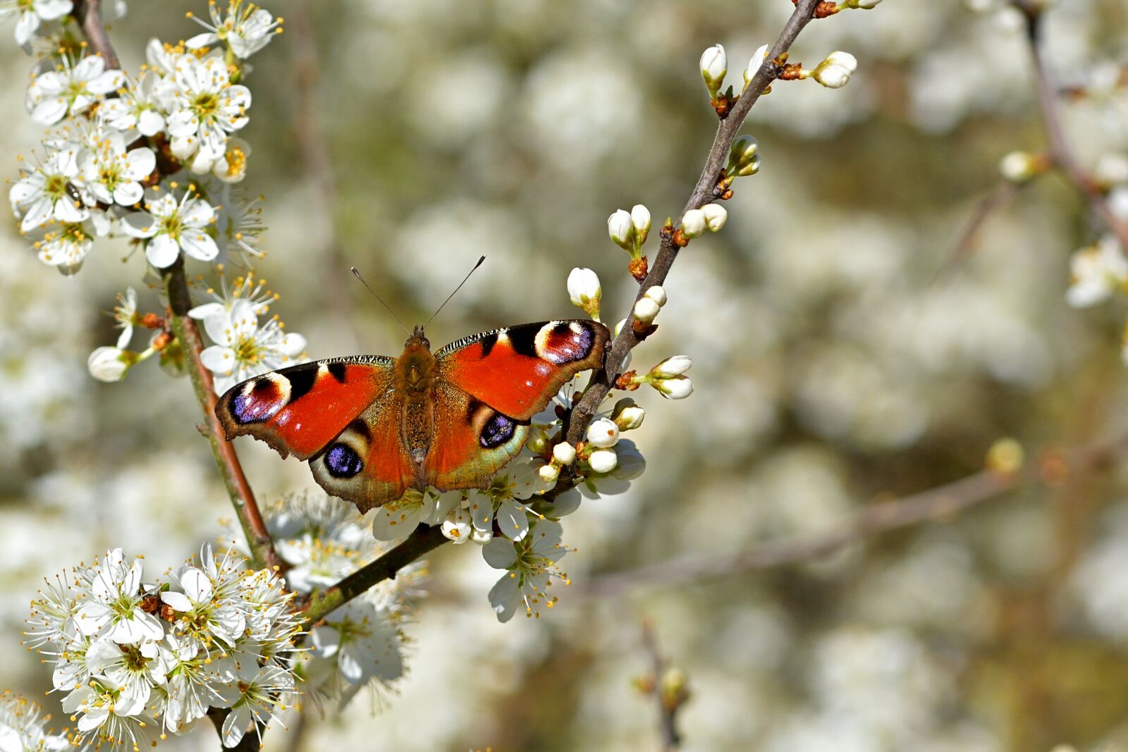 Nikon D5200 sample photo. Nature, spring, flowers photography