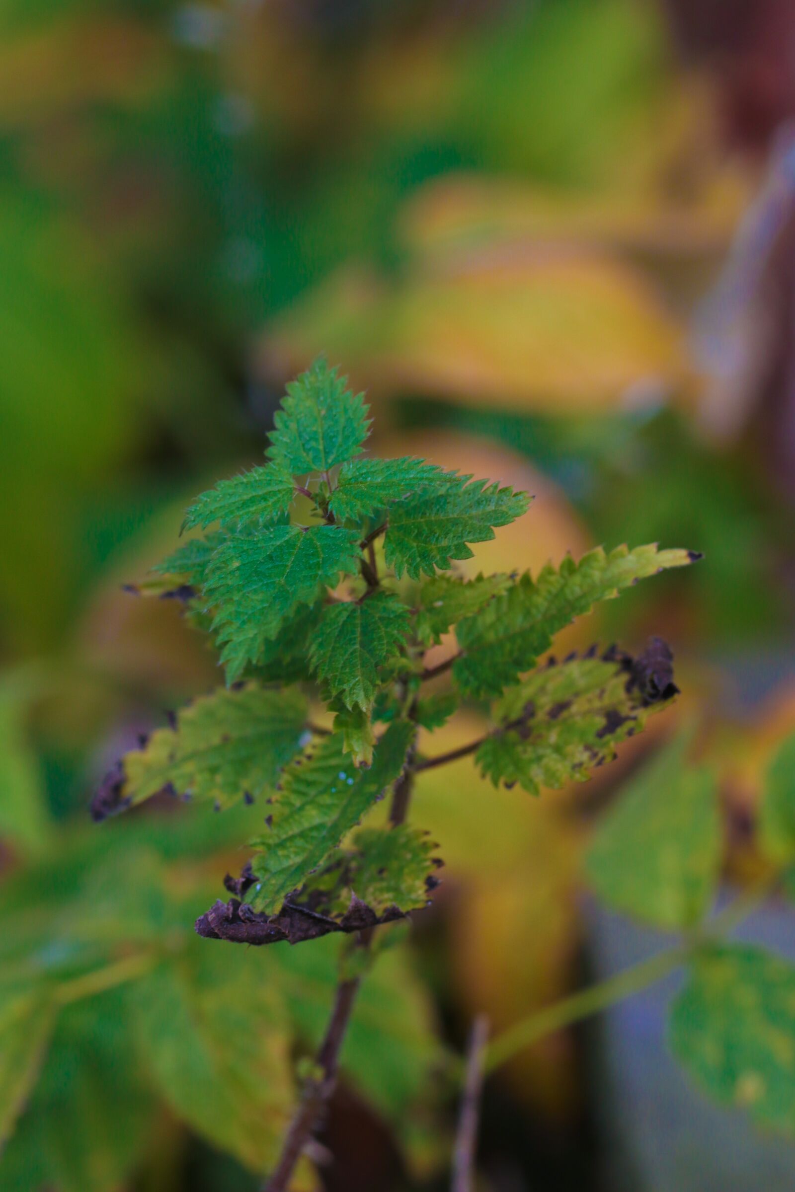 Canon EOS 7D Mark II sample photo. Plant, leaves, autumn photography