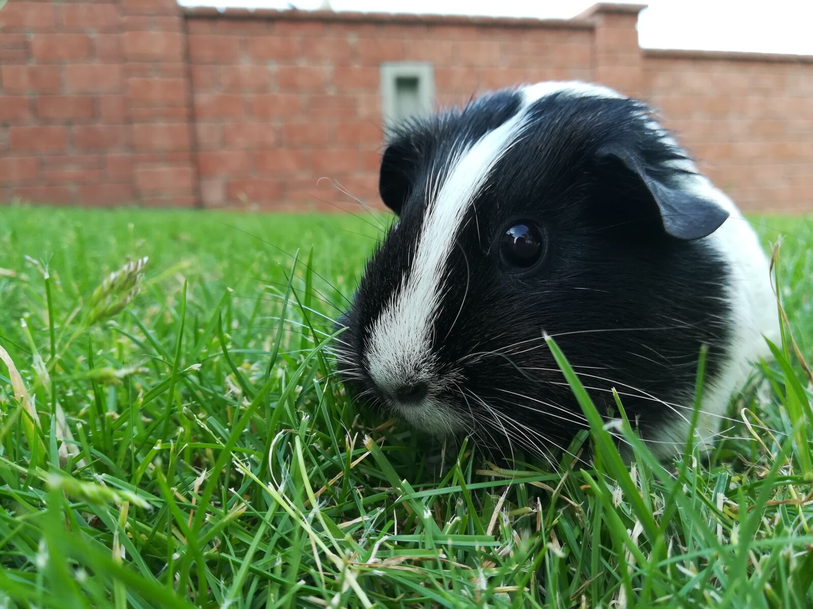 HUAWEI PRA-LX1 sample photo. Guinea pig, pet, cute photography