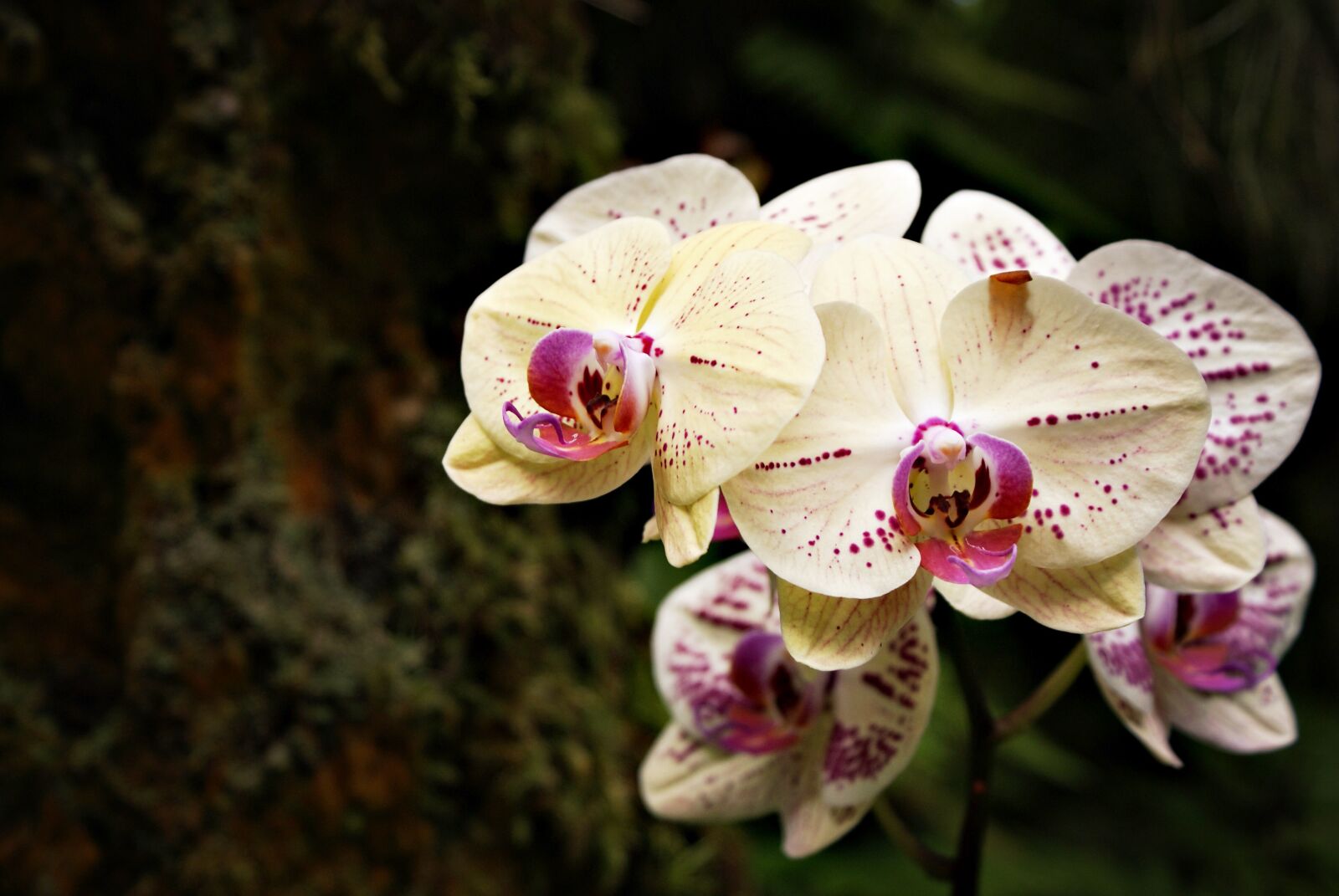 Hipstamatic 305 sample photo. Orchids, wild growth, forest photography