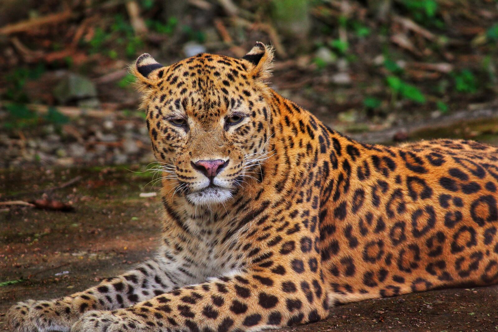 Canon EF-S 55-250mm F4-5.6 IS II sample photo. Leopard, jungle, wildlife photography