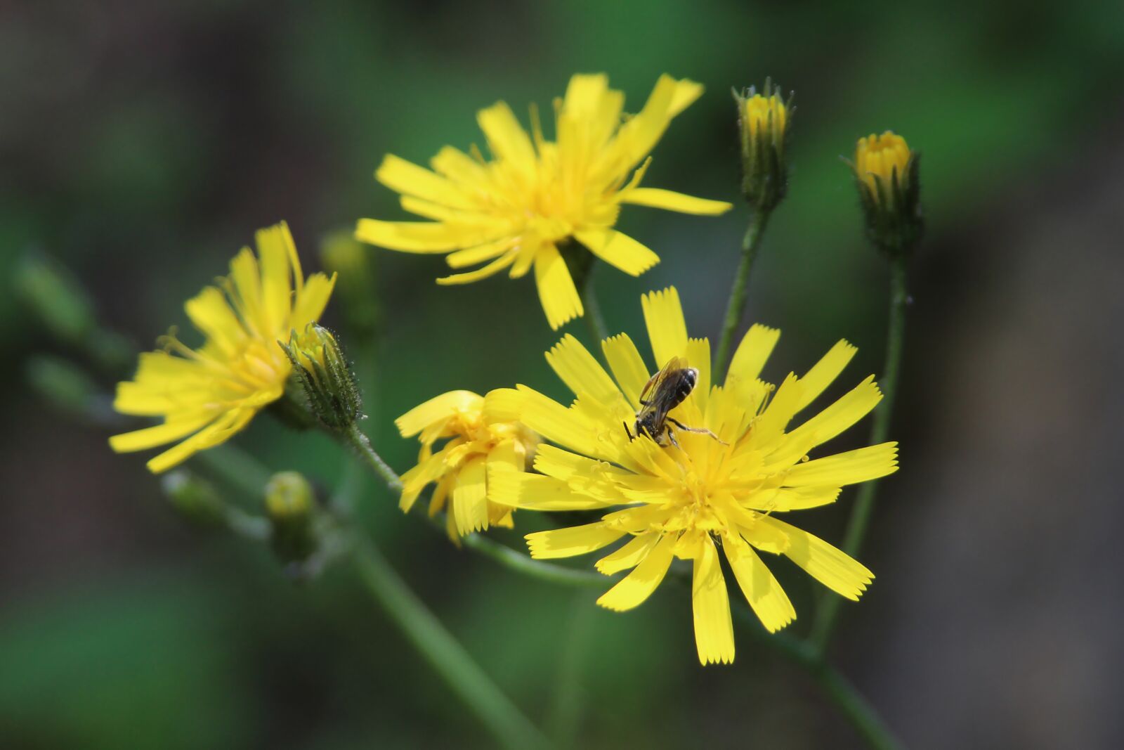 Canon EOS 650D (EOS Rebel T4i / EOS Kiss X6i) sample photo. Macro, flower, insect photography