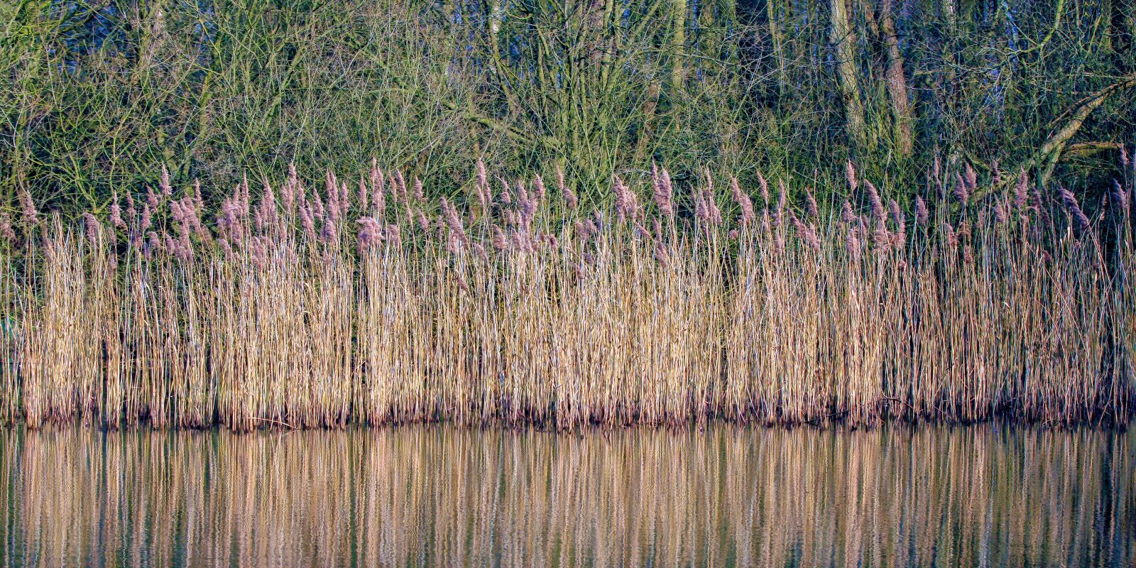 Canon EOS 400D (EOS Digital Rebel XTi / EOS Kiss Digital X) sample photo. Reeds, water, trees photography