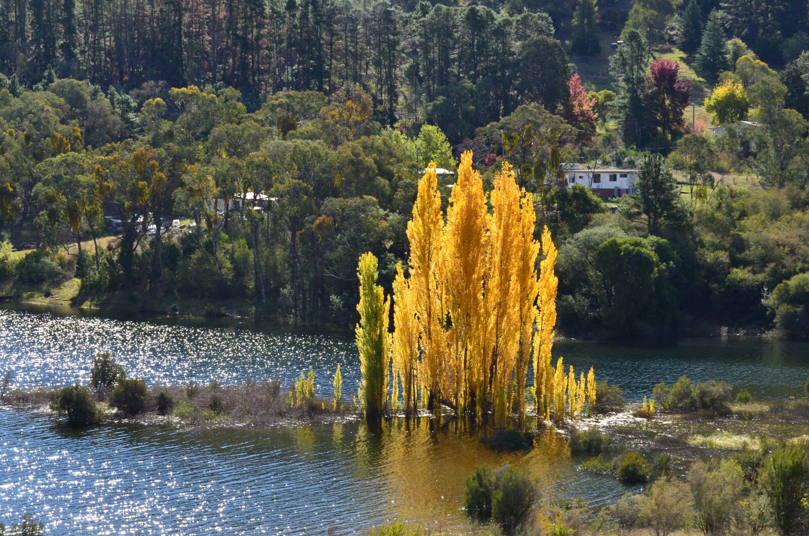 Nikon D7000 sample photo. Autumn, tree, fall photography