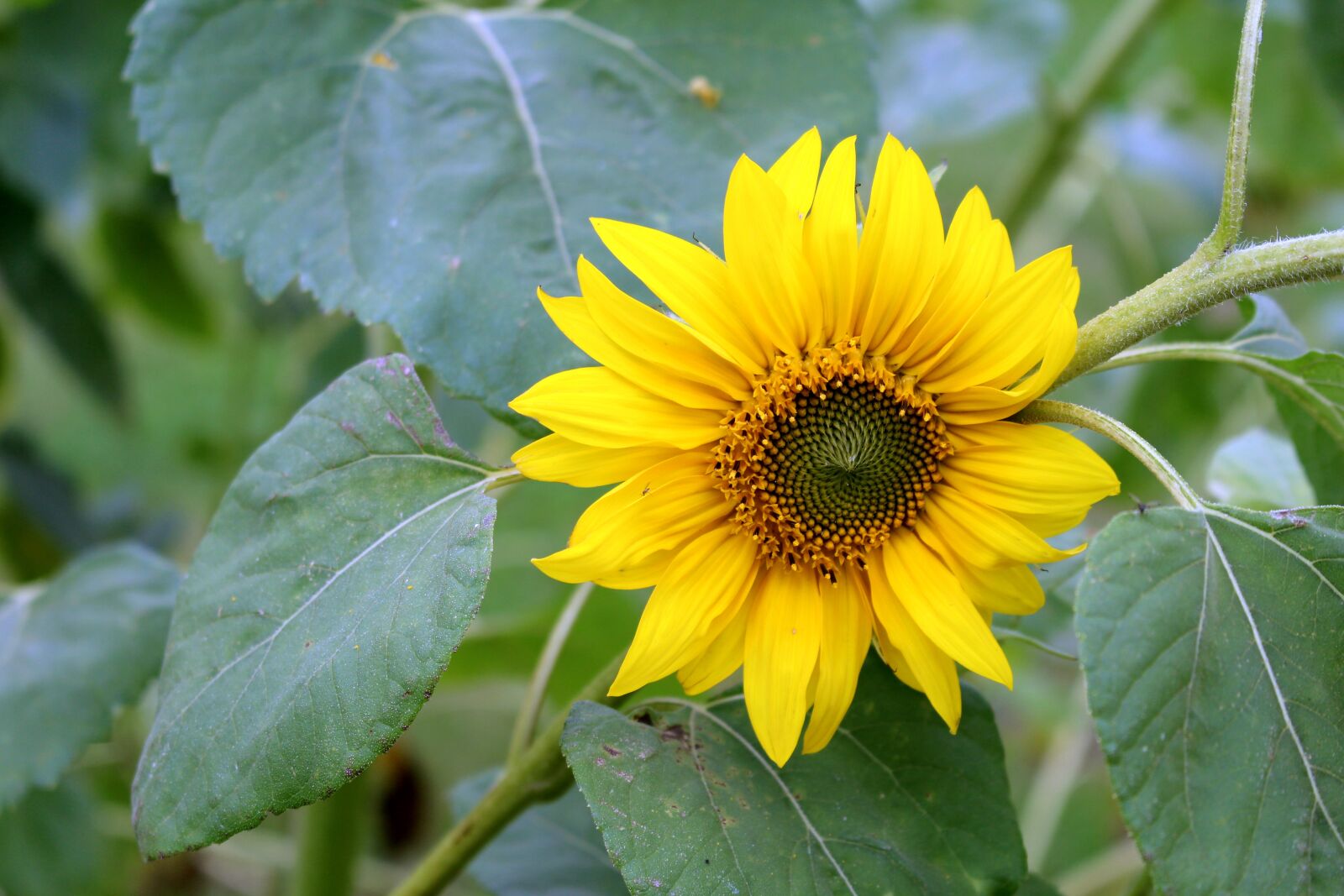 Canon EOS 700D (EOS Rebel T5i / EOS Kiss X7i) sample photo. Sunflower, flower, yellow photography