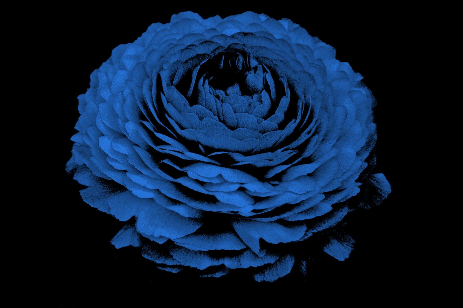Samsung GX-1S sample photo. Flower, blue, ice flowers photography