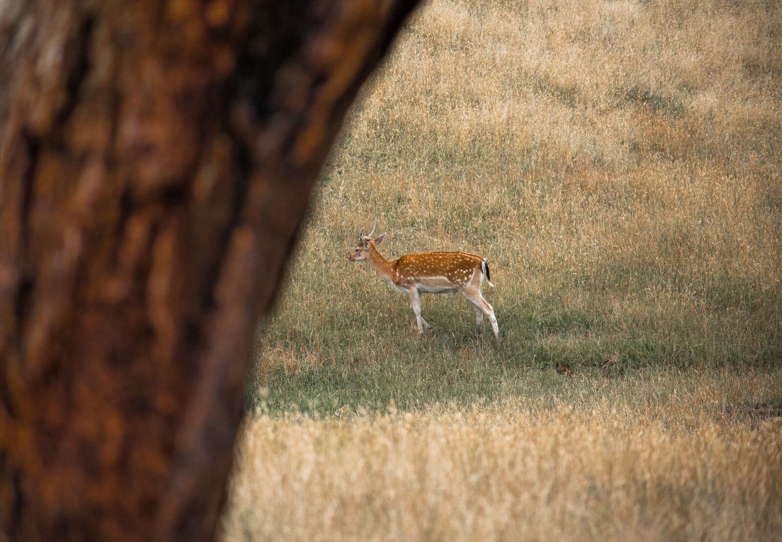 Nikon D3400 sample photo. Antelope, mammal, wildlife photography