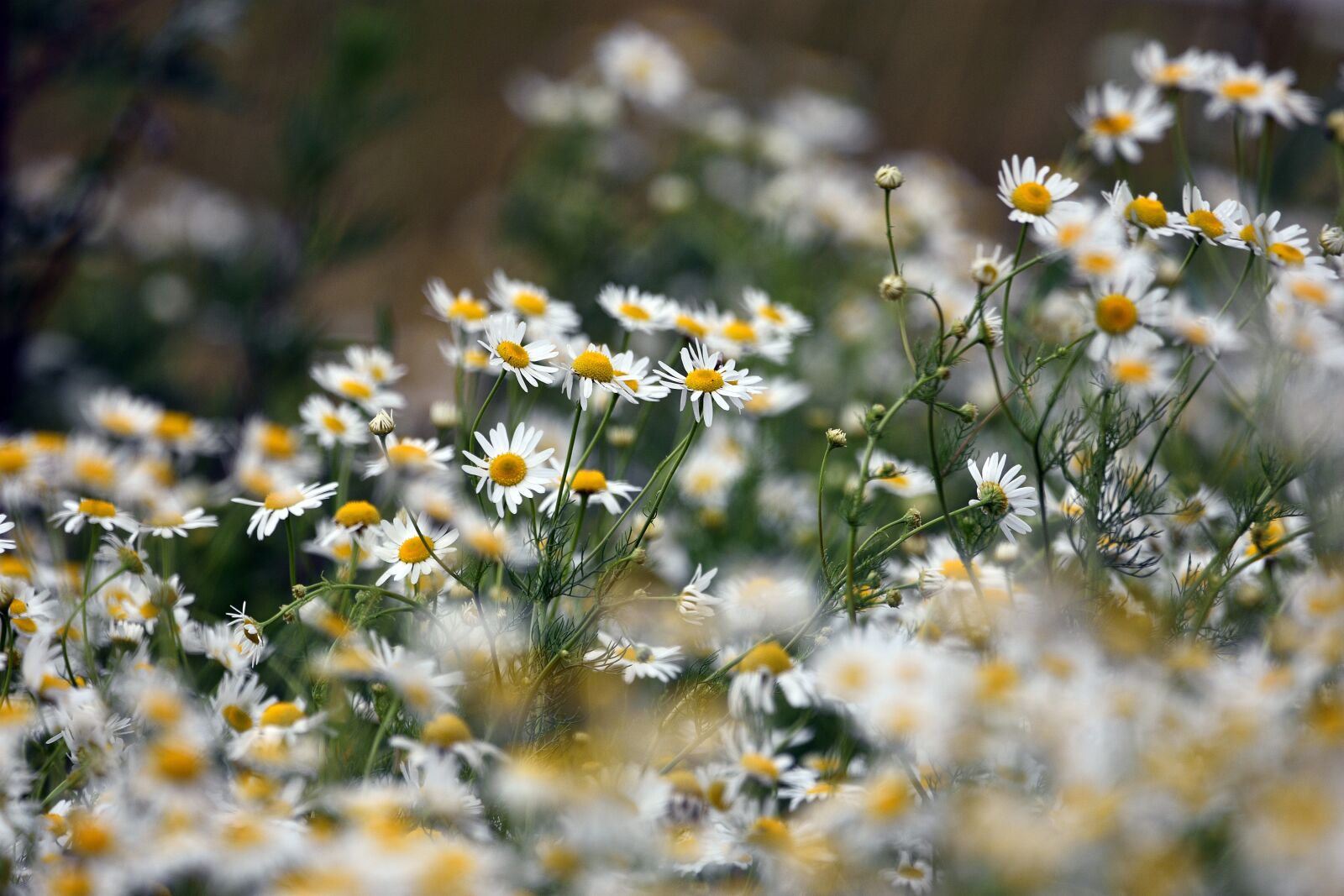 Nikon D3400 sample photo. Chamomile, flowers, flower photography
