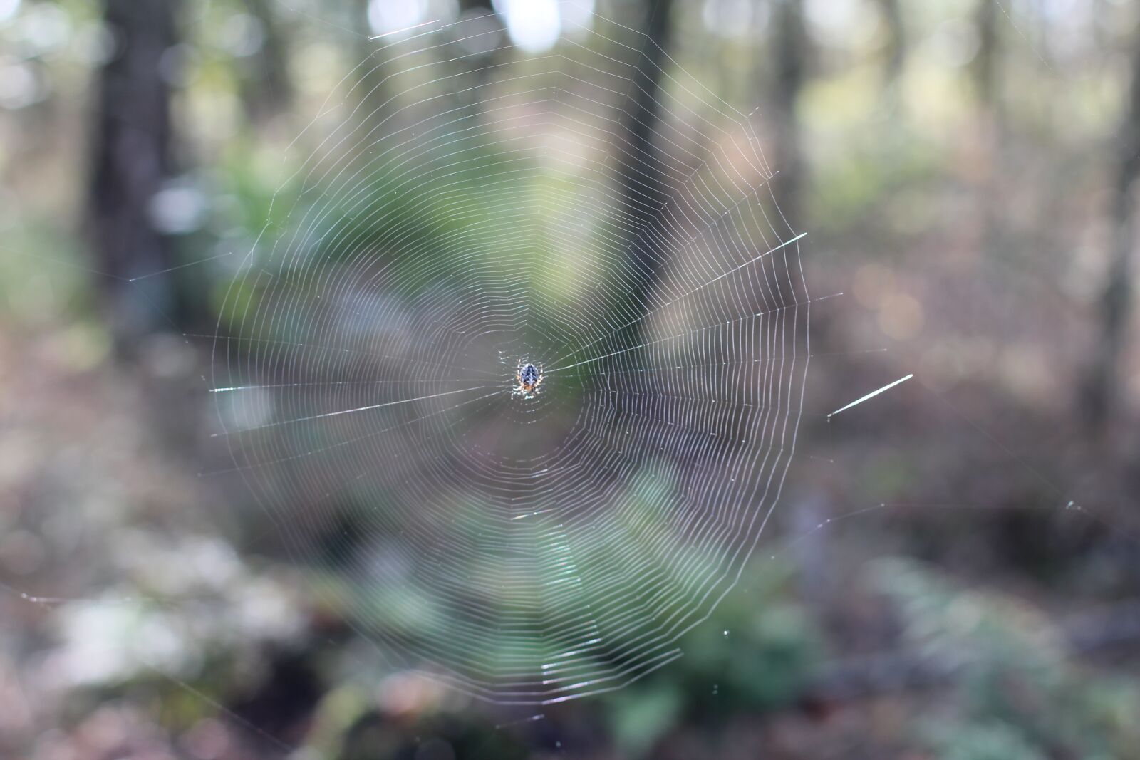 Canon EOS 600D (Rebel EOS T3i / EOS Kiss X5) + Canon EF 50mm F1.4 USM sample photo. Cobweb, spider, web photography