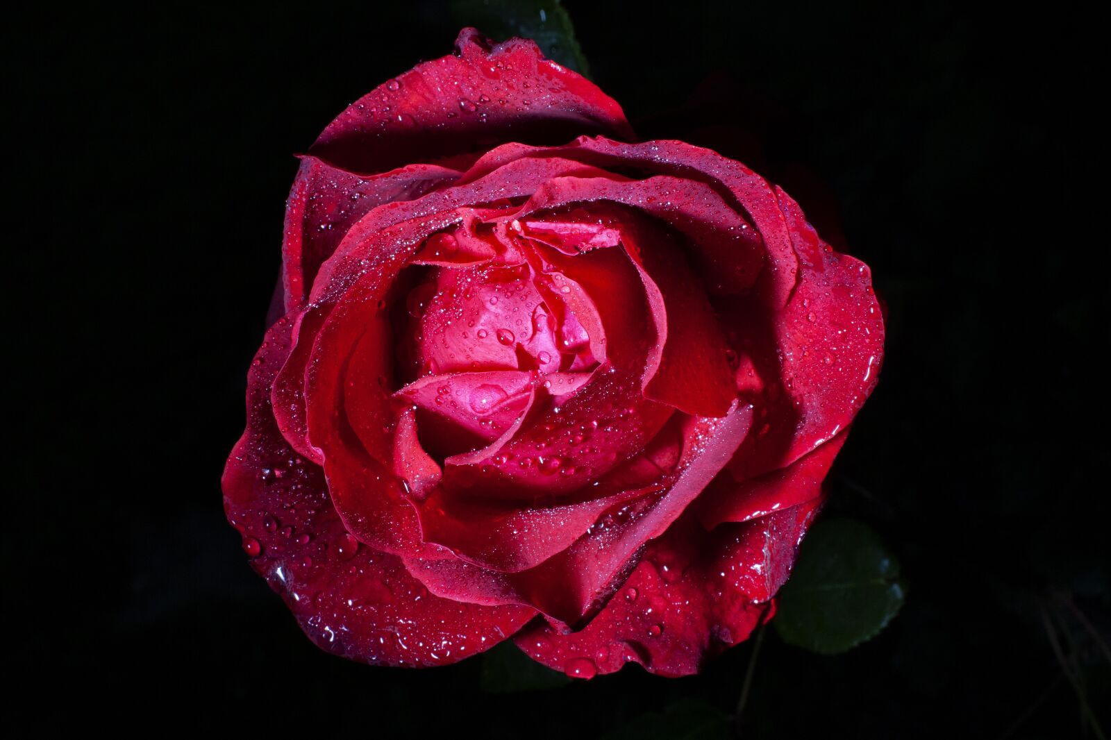 Canon EOS 5D Mark II sample photo. Rosa, flower, nature photography