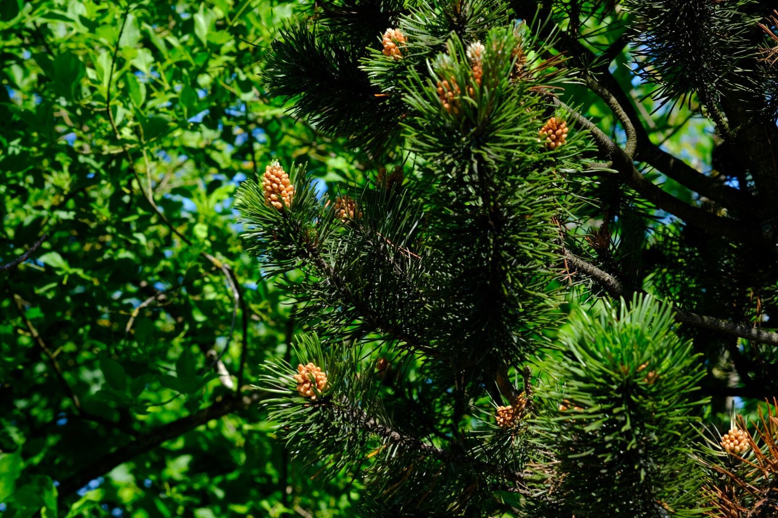 Fujifilm X-T20 sample photo. Spruce, conifer, forest photography