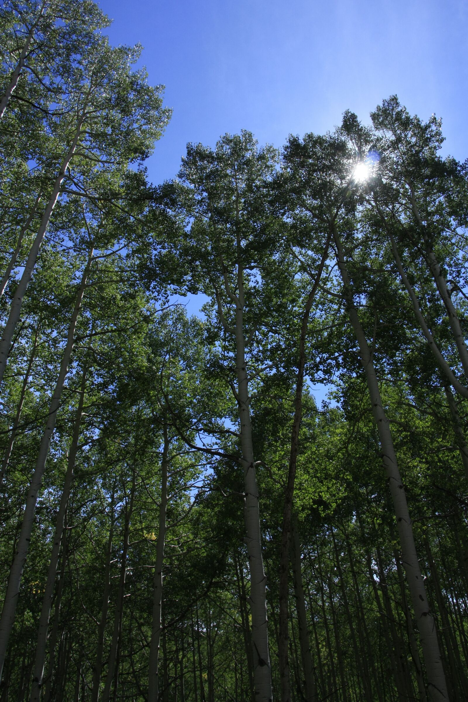 Canon EOS 450D (EOS Rebel XSi / EOS Kiss X2) sample photo. Trees, sun ray, forest photography