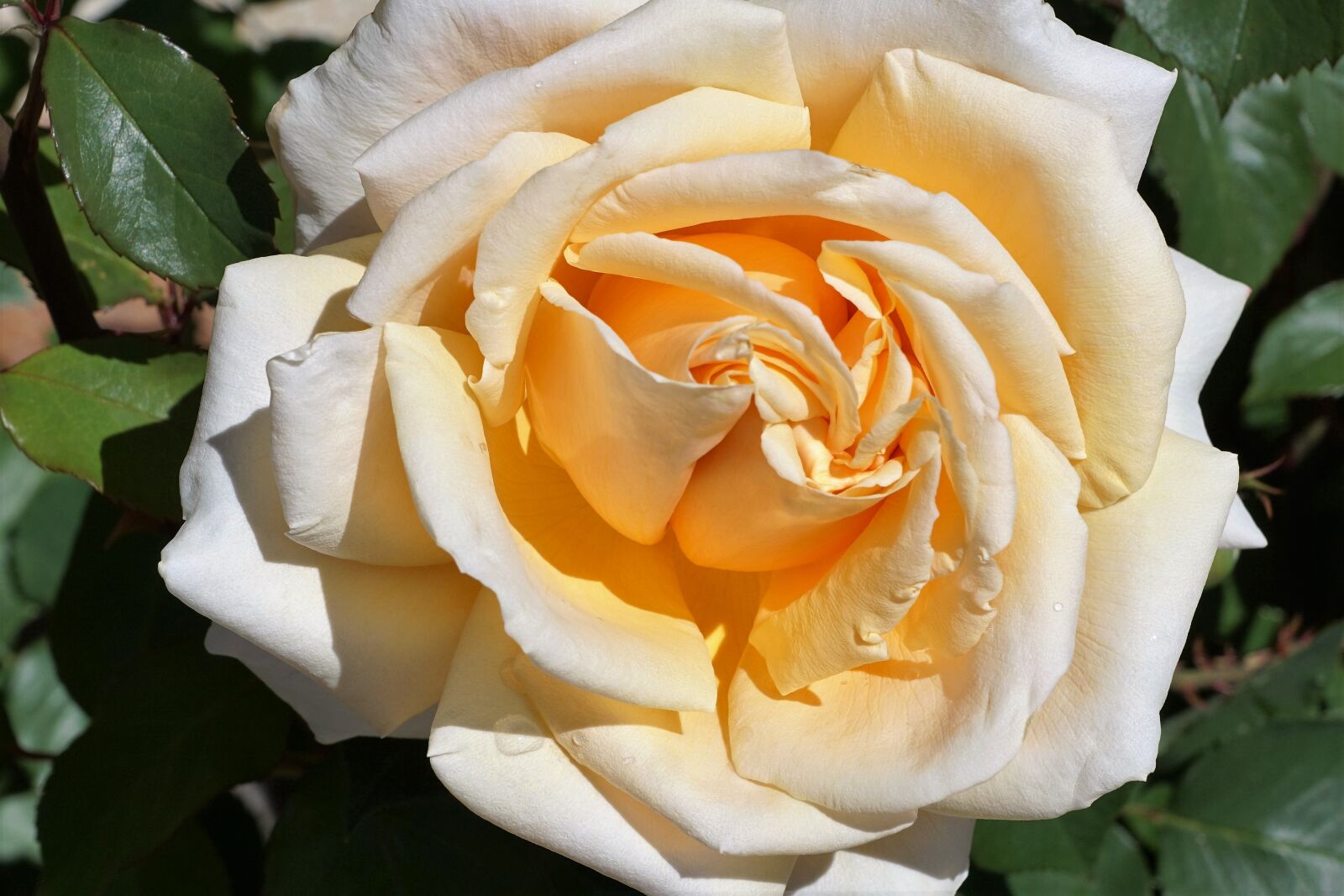 Sony ILCA-77M2 + Sony DT 16-50mm F2.8 SSM sample photo. Rose, yellow, love photography