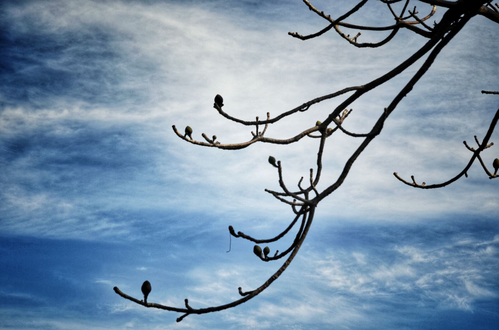 Nikon D5100 sample photo. Bud, tree, sky photography