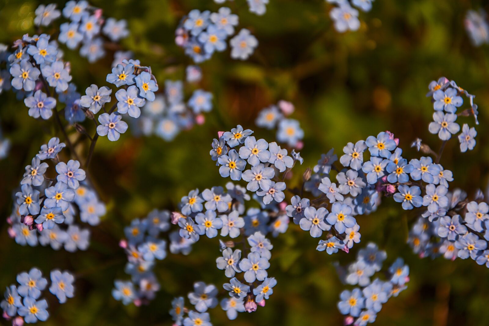 Nikon D7100 sample photo. Remember me, wildflowers, spring photography