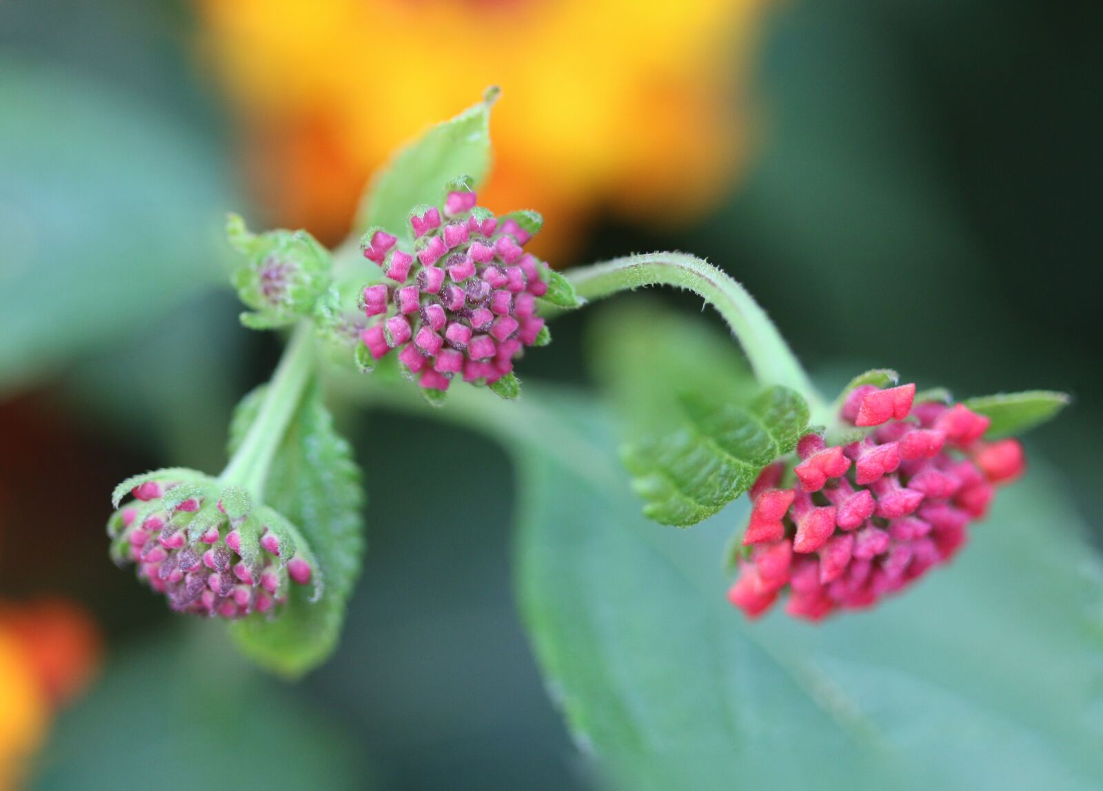 Canon EOS 70D + Canon EF 100mm F2.8 Macro USM sample photo. Green, plant, background photography