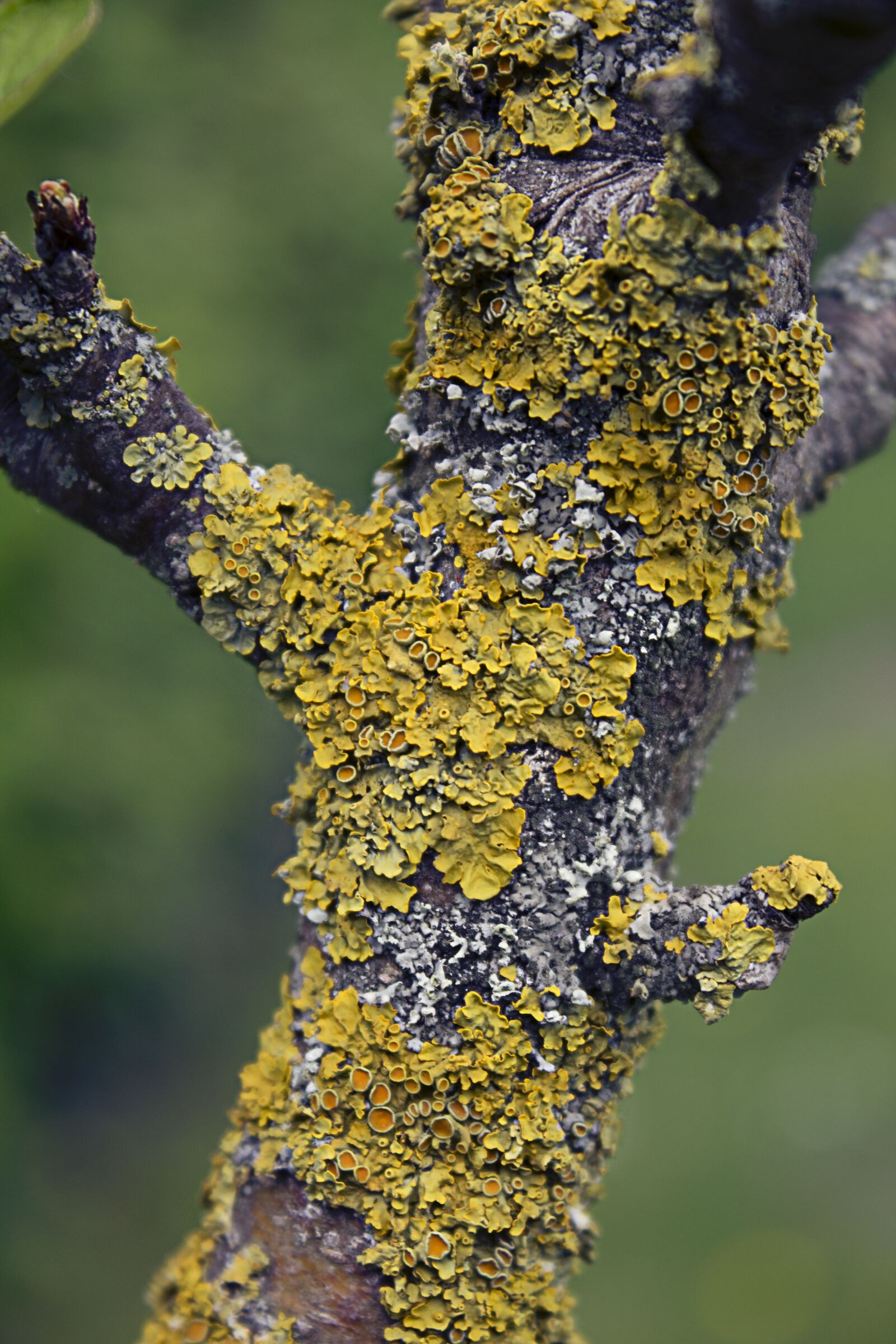 Canon EOS 1100D (EOS Rebel T3 / EOS Kiss X50) sample photo. Lichen, tree, nature photography