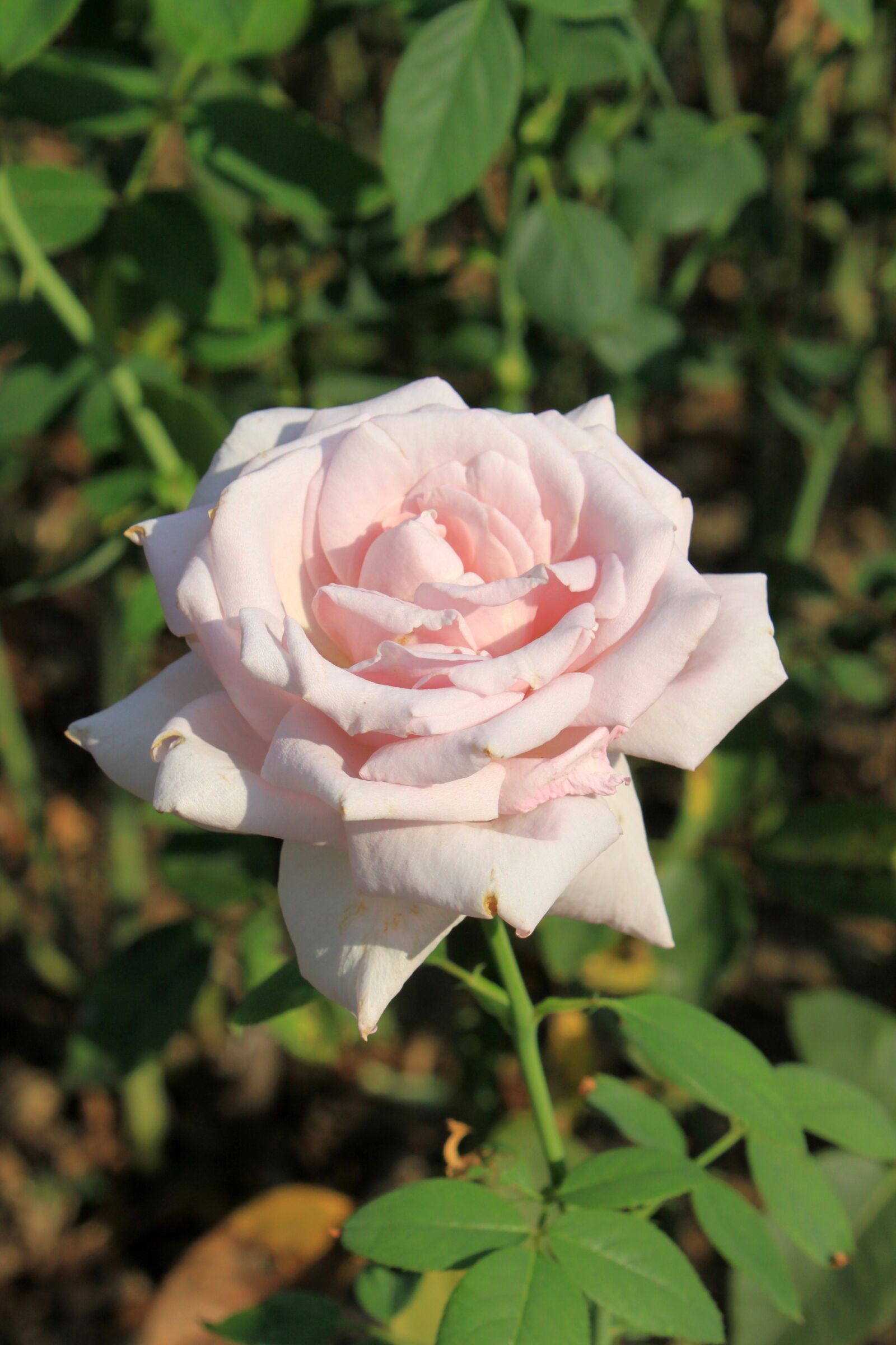 Canon EOS 50D sample photo. Rose, flowers, pink photography
