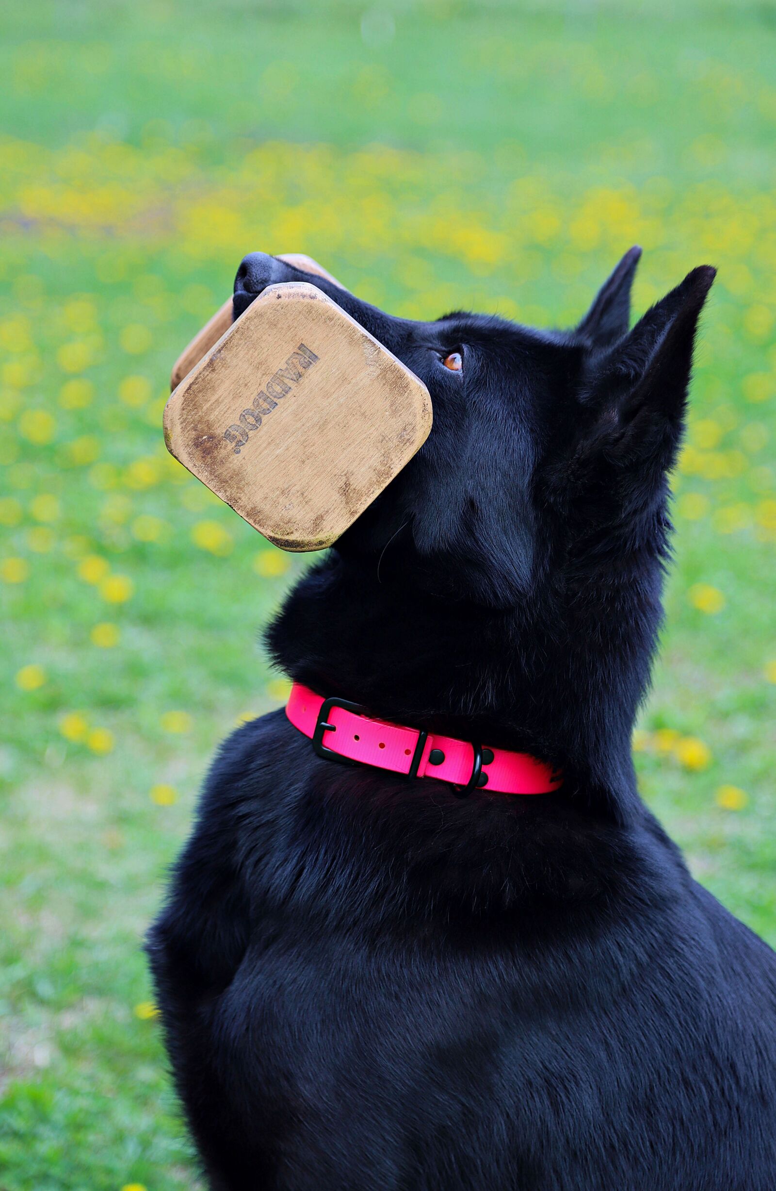 Canon EOS 6D Mark II sample photo. Black german shepherd, contribution photography
