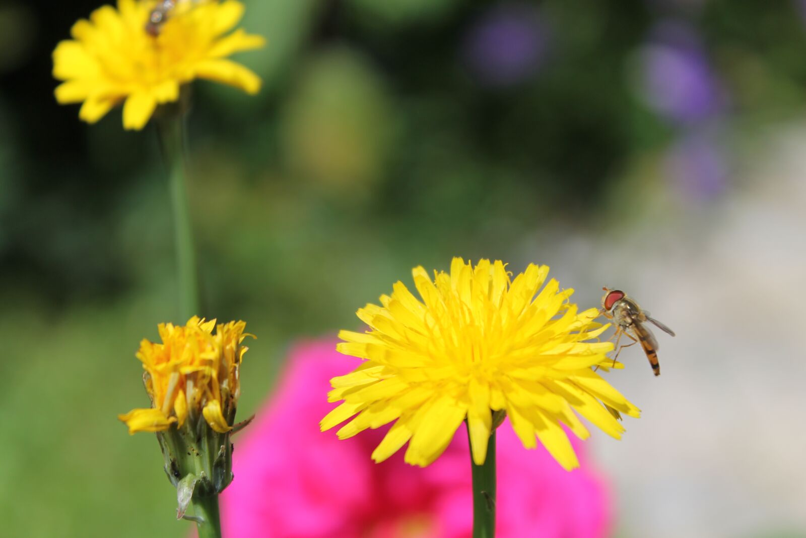 Canon EOS 1100D (EOS Rebel T3 / EOS Kiss X50) sample photo. Flower, insect, nature photography