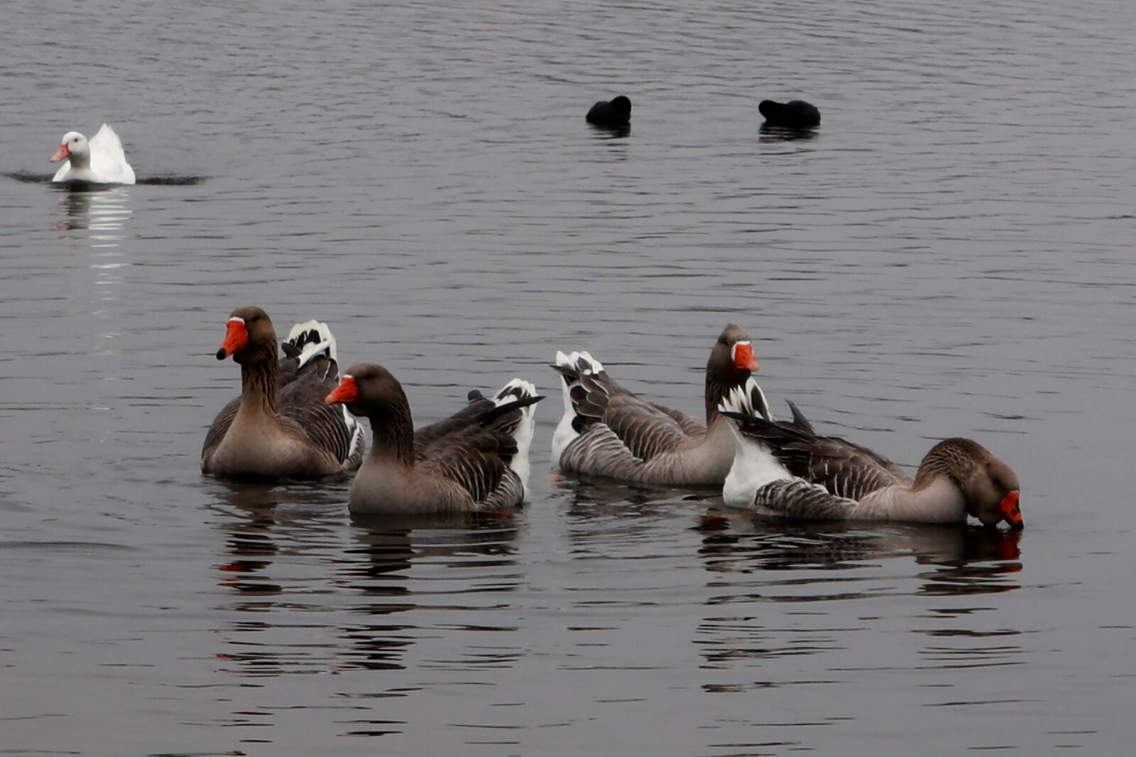Canon PowerShot G1 X Mark III sample photo. Animals, geese, birds photography