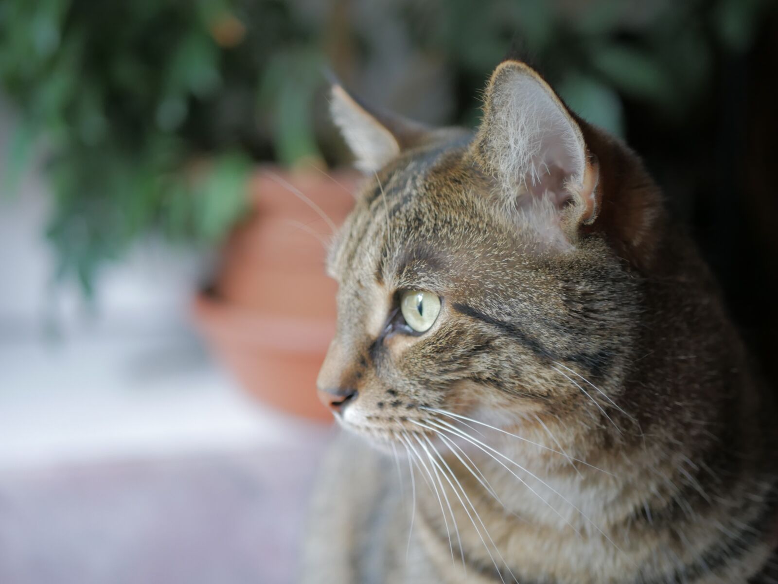 Panasonic DMC-G81 sample photo. Cat, kitten, animal photography