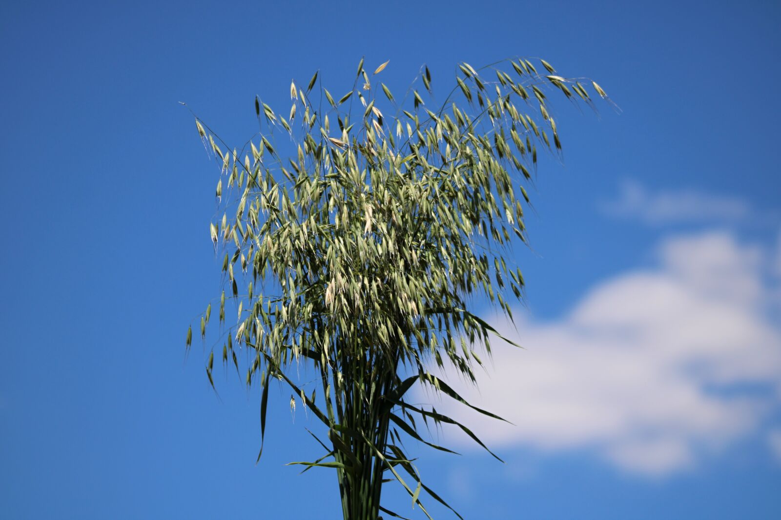 Canon EOS 2000D (EOS Rebel T7 / EOS Kiss X90 / EOS 1500D) sample photo. Oats, heaven, grass photography