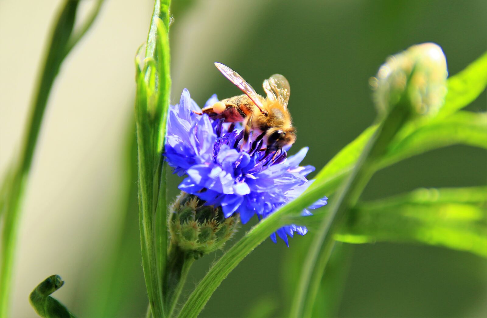 Canon EOS 70D sample photo. Bee, cornflower, blossom photography