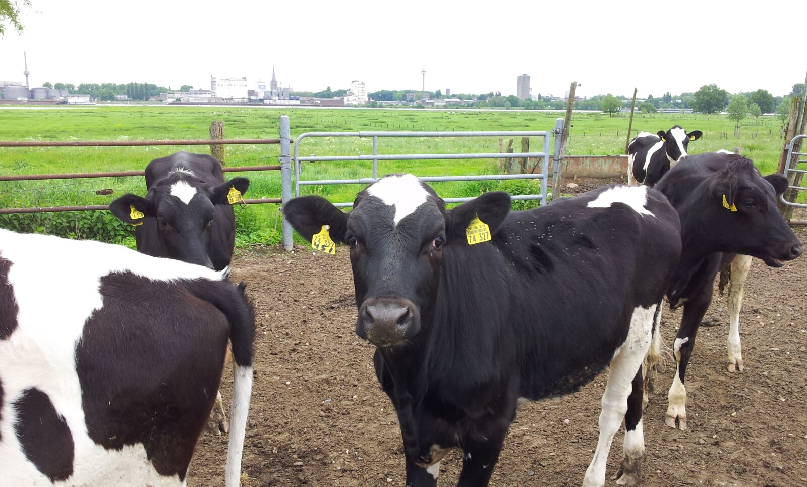 Samsung Galaxy S2 sample photo. Cows, cow, beef photography