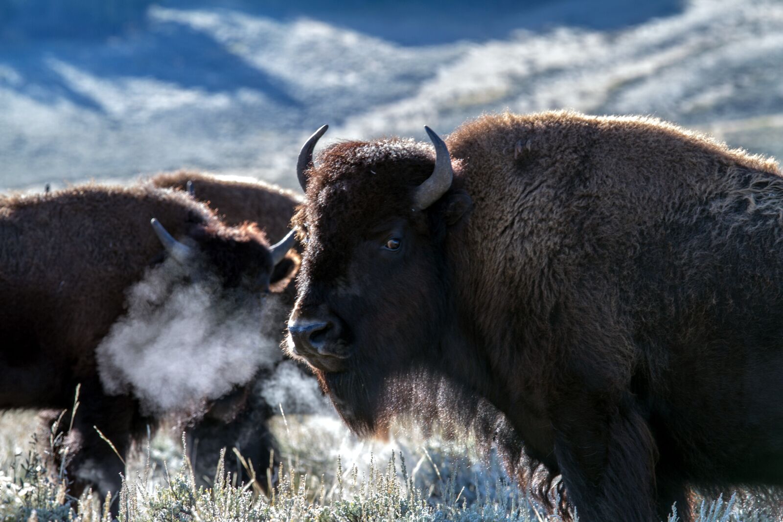 Canon EOS 7D sample photo. Yellowstone national park, wyoming photography
