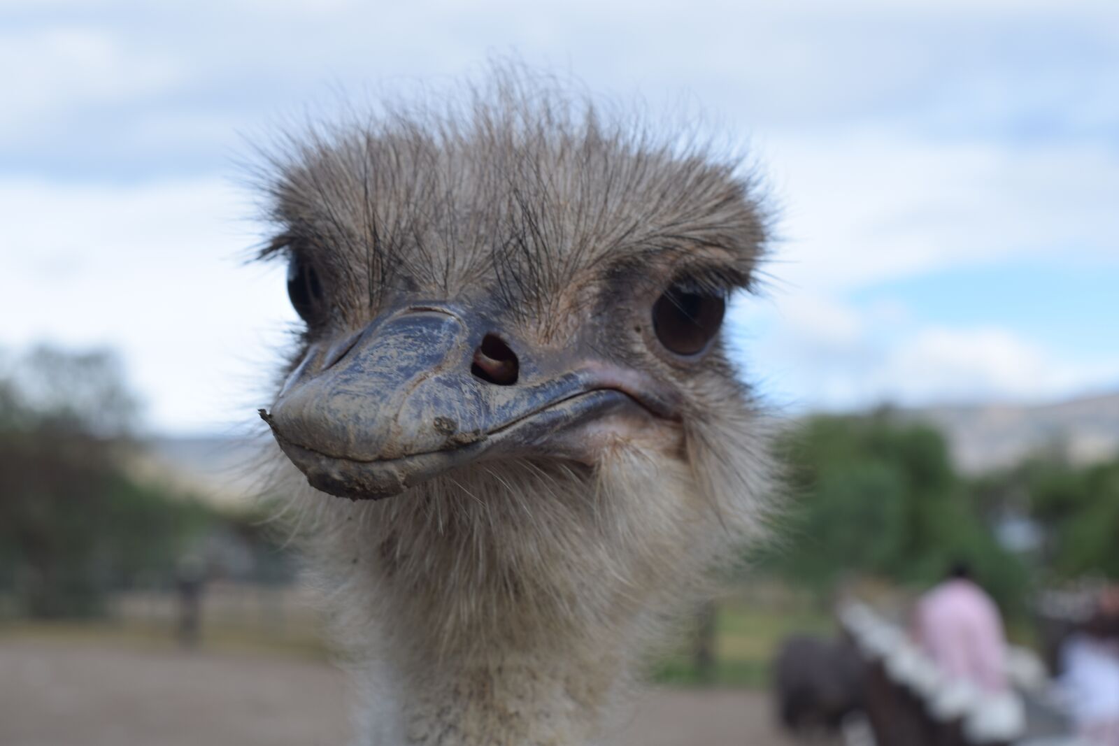 Nikon D5300 sample photo. Ave, ostrich, animals photography