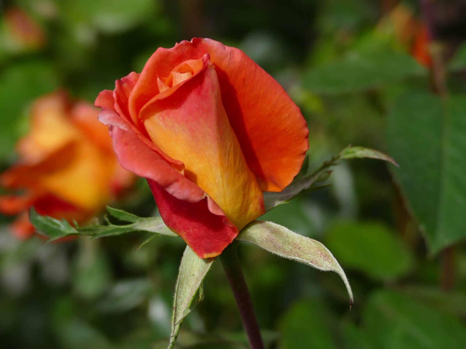 Panasonic Lumix DMC-FZ1000 sample photo. Rose, flowering, plant photography