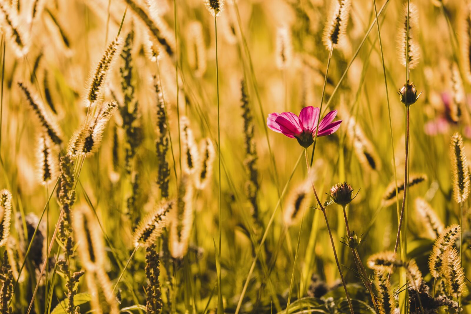 Fujifilm XF 55-200mm F3.5-4.8 R LM OIS sample photo. Cosmea, flower, blooms photography