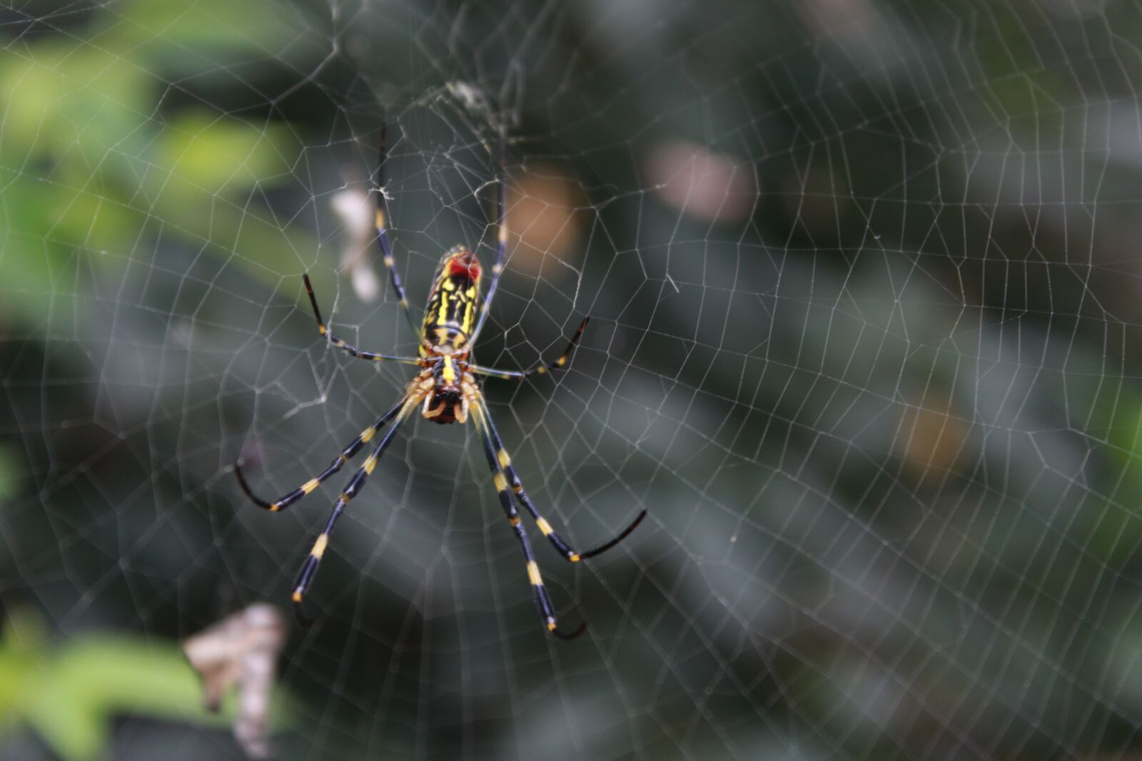 Canon EOS 500D (EOS Rebel T1i / EOS Kiss X3) sample photo. Spider, spider web, nature photography
