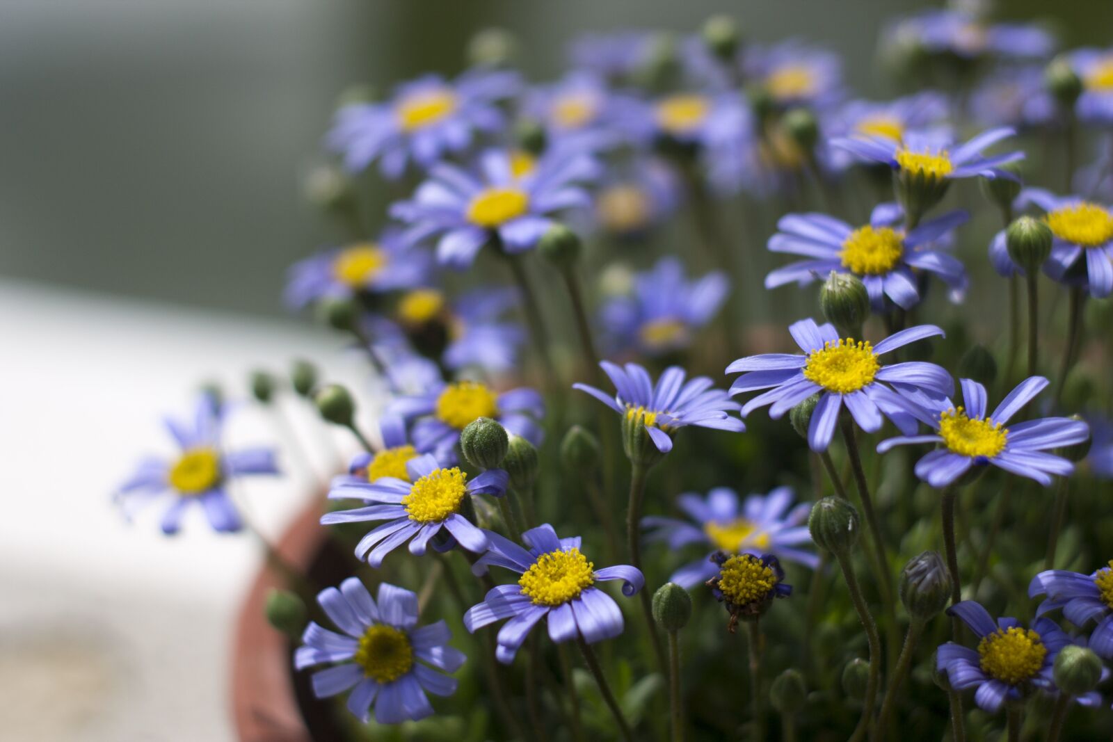 Canon EOS 1100D (EOS Rebel T3 / EOS Kiss X50) sample photo. Margaritas, flowerpot, purple photography