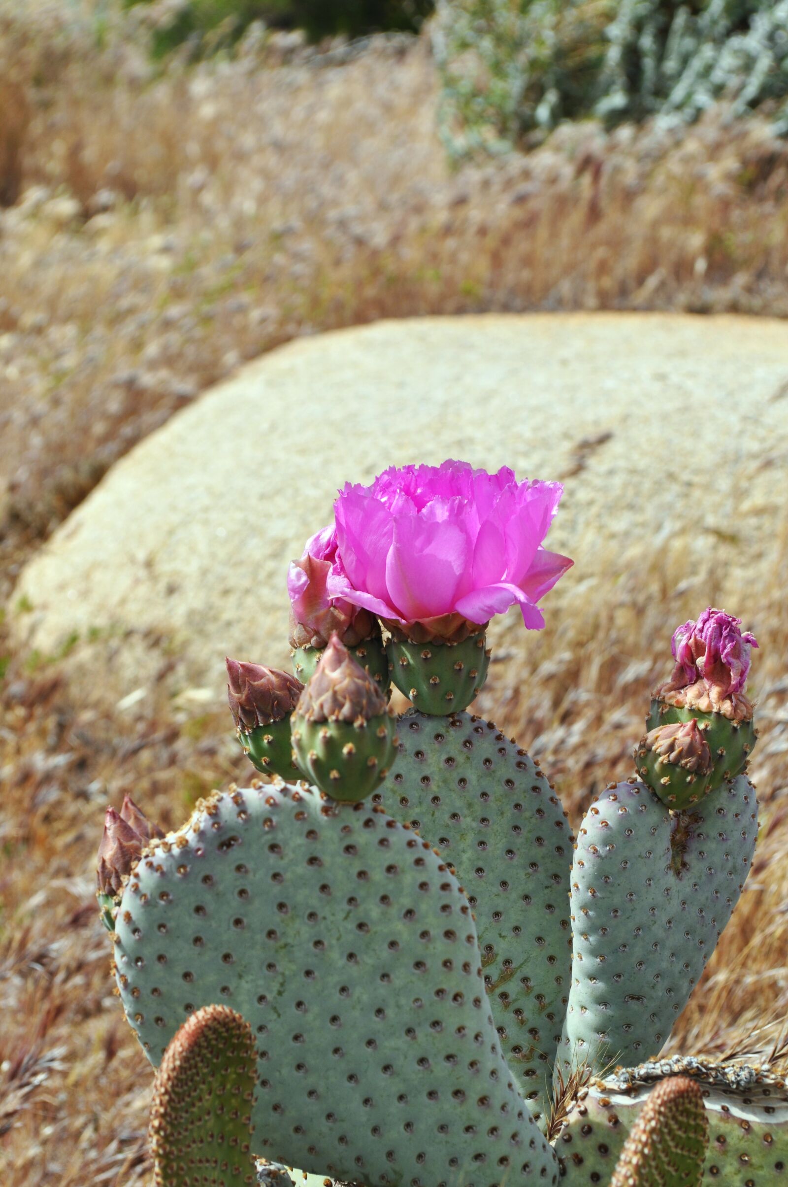 Nikon D5000 sample photo. Cacti, cactus, desert photography
