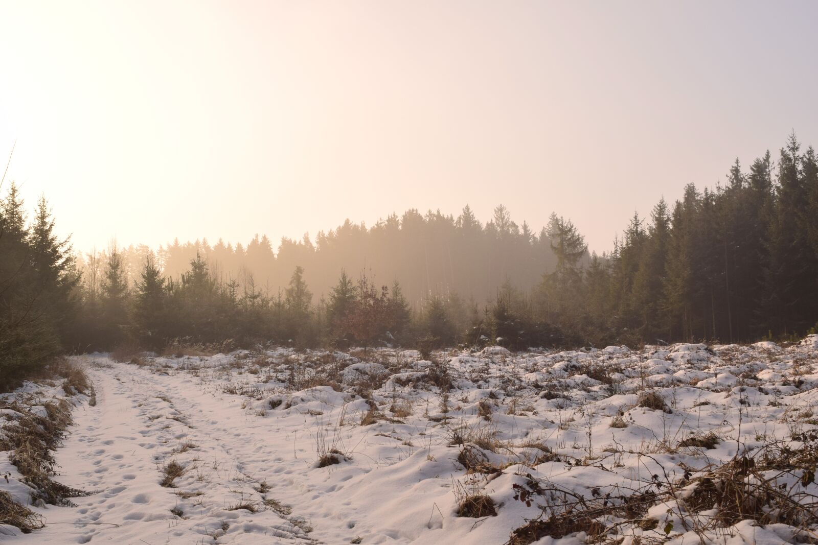 Nikon D3300 sample photo. Snow, winter, frost photography