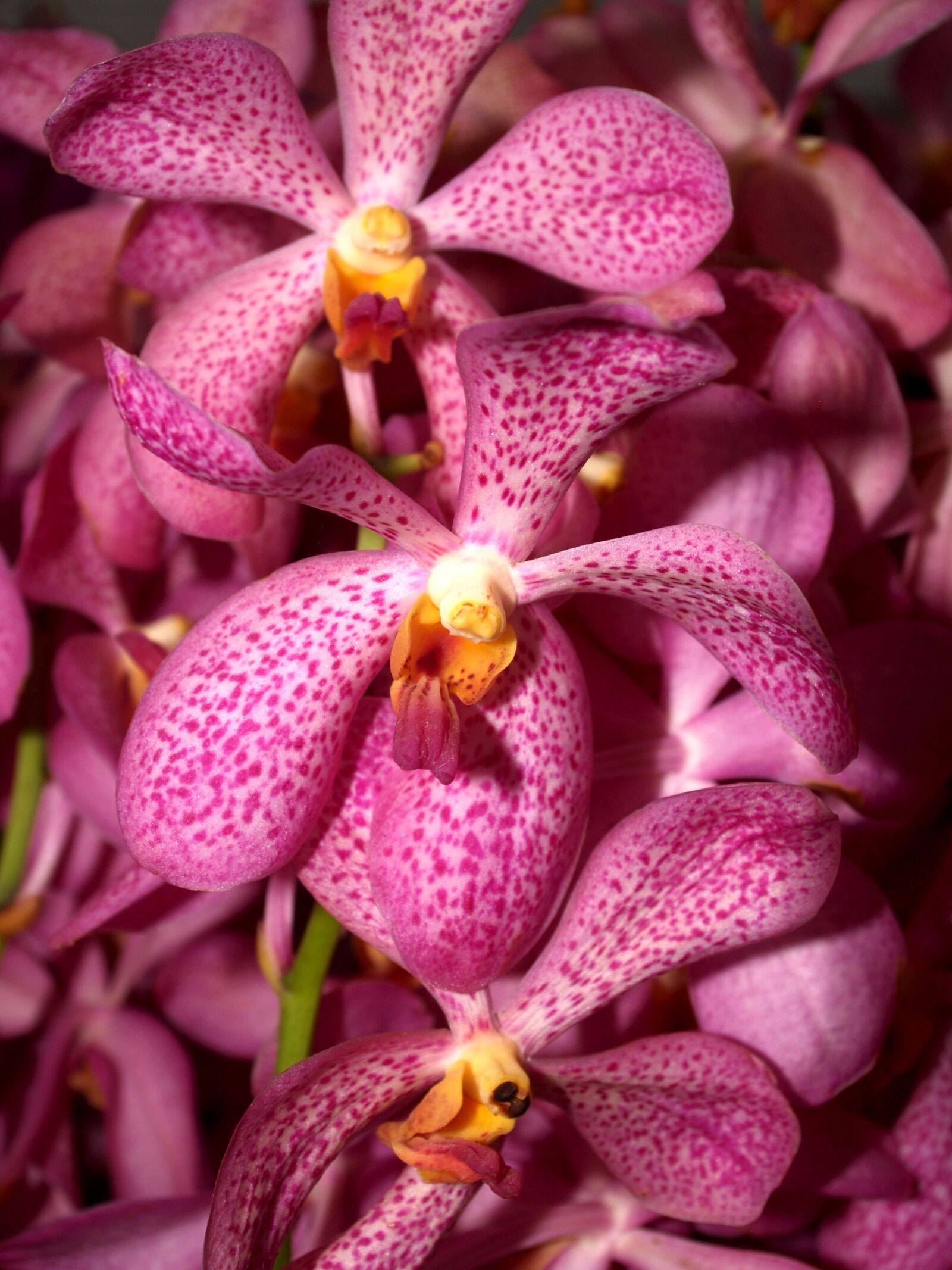 Olympus E-300 (EVOLT E-300) sample photo. Orchid, flower, bright photography