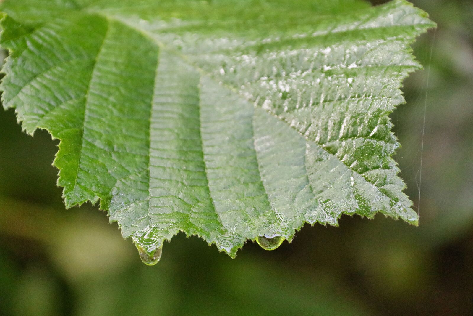 Canon EOS 80D sample photo. Leaf, plants, drip photography