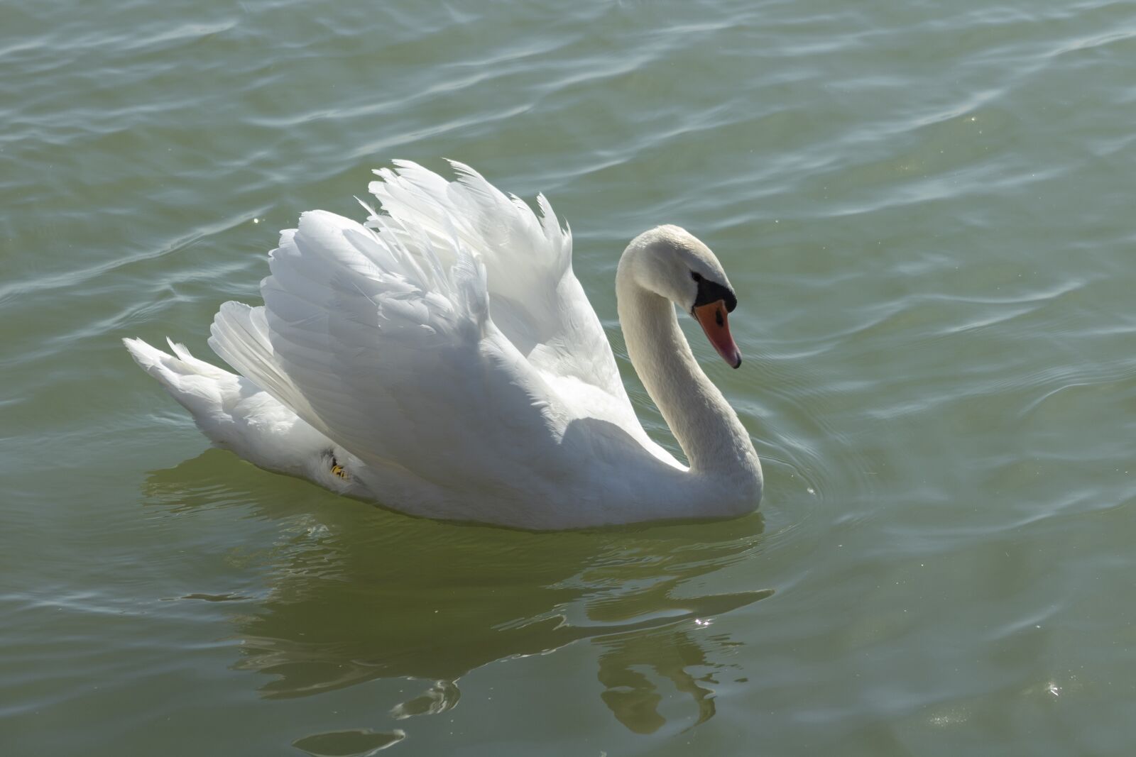Canon EF75-300mm f/4-5.6 sample photo. Swan, cam, bird photography