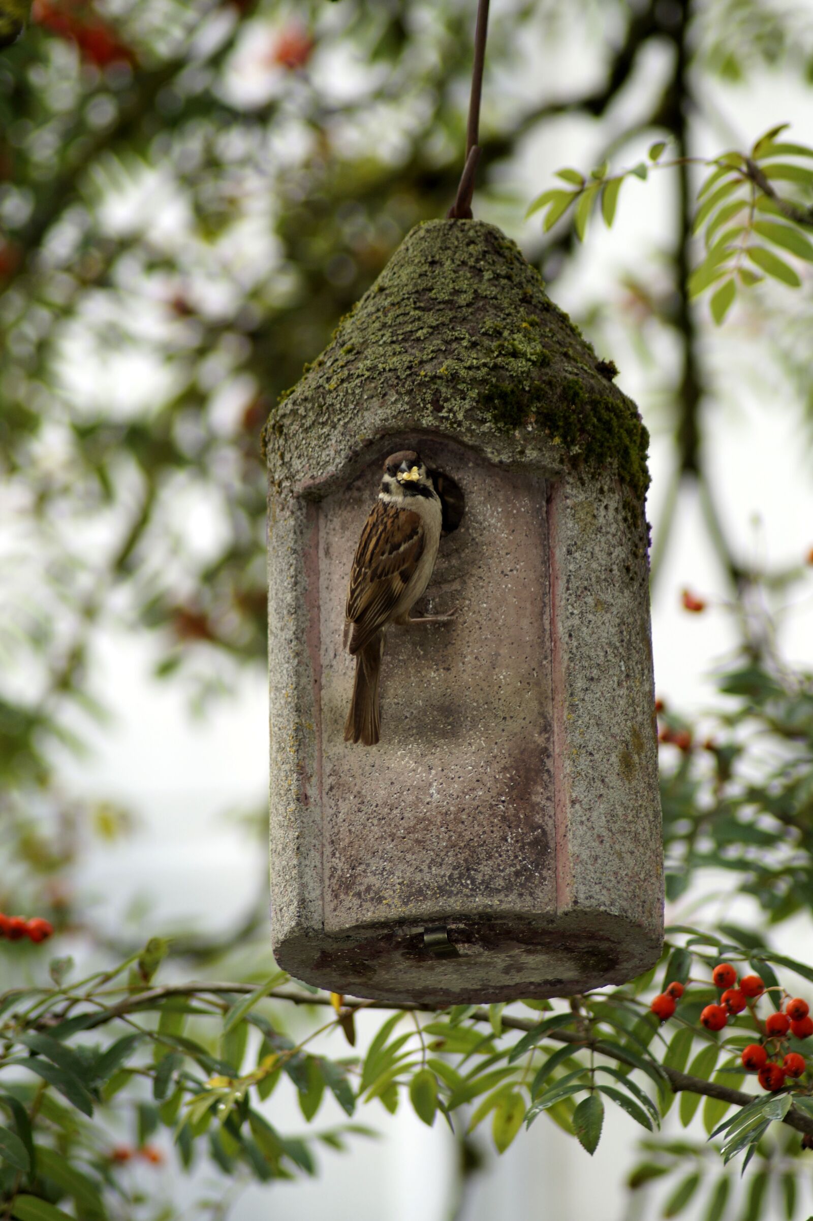 Sony SLT-A58 sample photo. Sparrow, bird, bird feeder photography